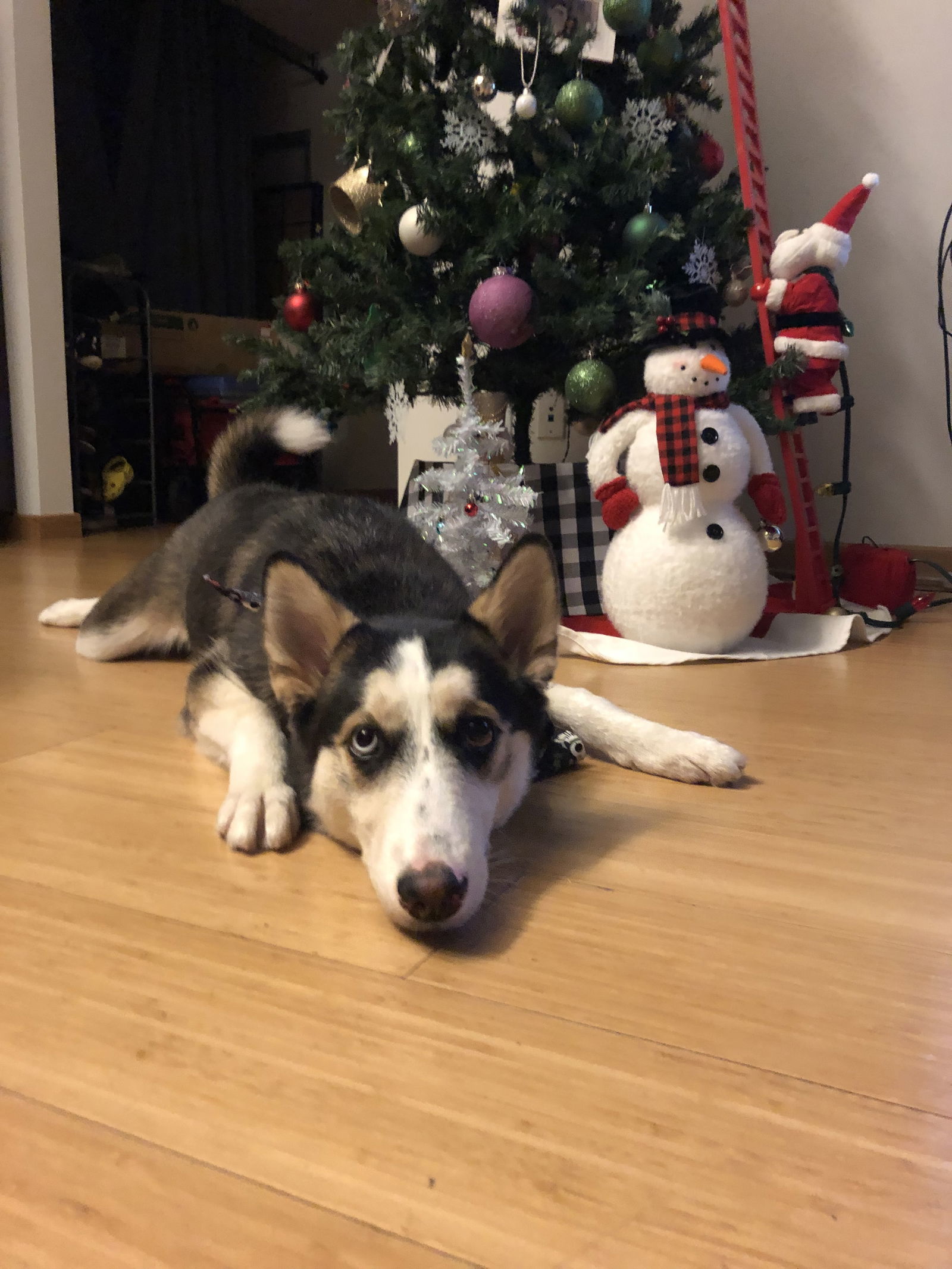 Kaia
