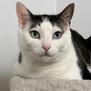 Mila, Adult Female unknown