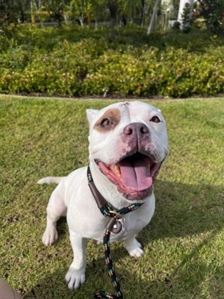 Pretty Face, an adoptable Pit Bull Terrier, Mixed Breed in Honolulu, HI, 96826 | Photo Image 1