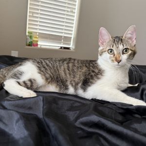 Dolce, Adult Female unknown