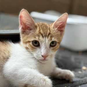 Marshmallow, Baby Male unknown