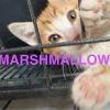 Marshmallow photo 2