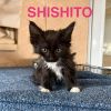 Shishito photo 2