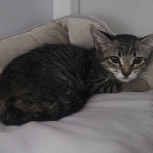 Serrana, Baby Female unknown
