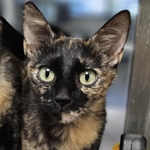 Greta, Adult Female unknown