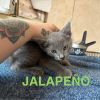 Jalapeno photo 2