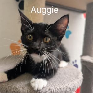 Auggie, Baby Male unknown