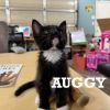 Auggie photo 2