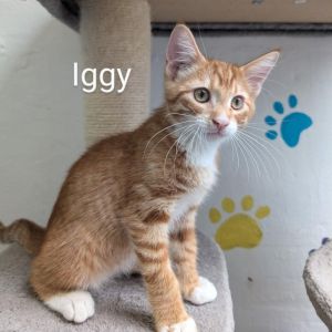 Iggy, Baby Male unknown