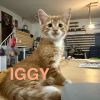 Iggy photo 2