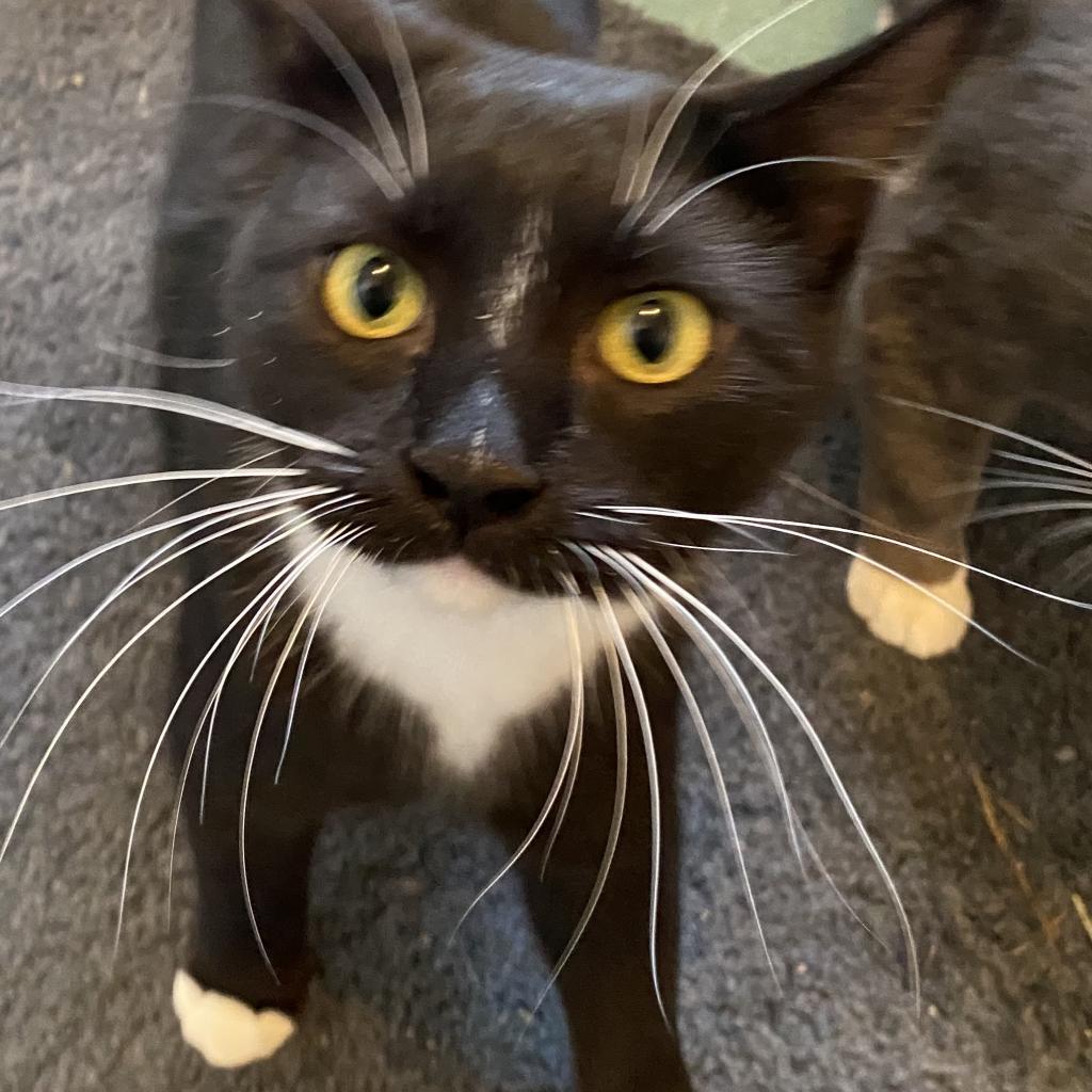 Cookie, an adoptable Domestic Short Hair in Bismarck, ND, 58507 | Photo Image 1