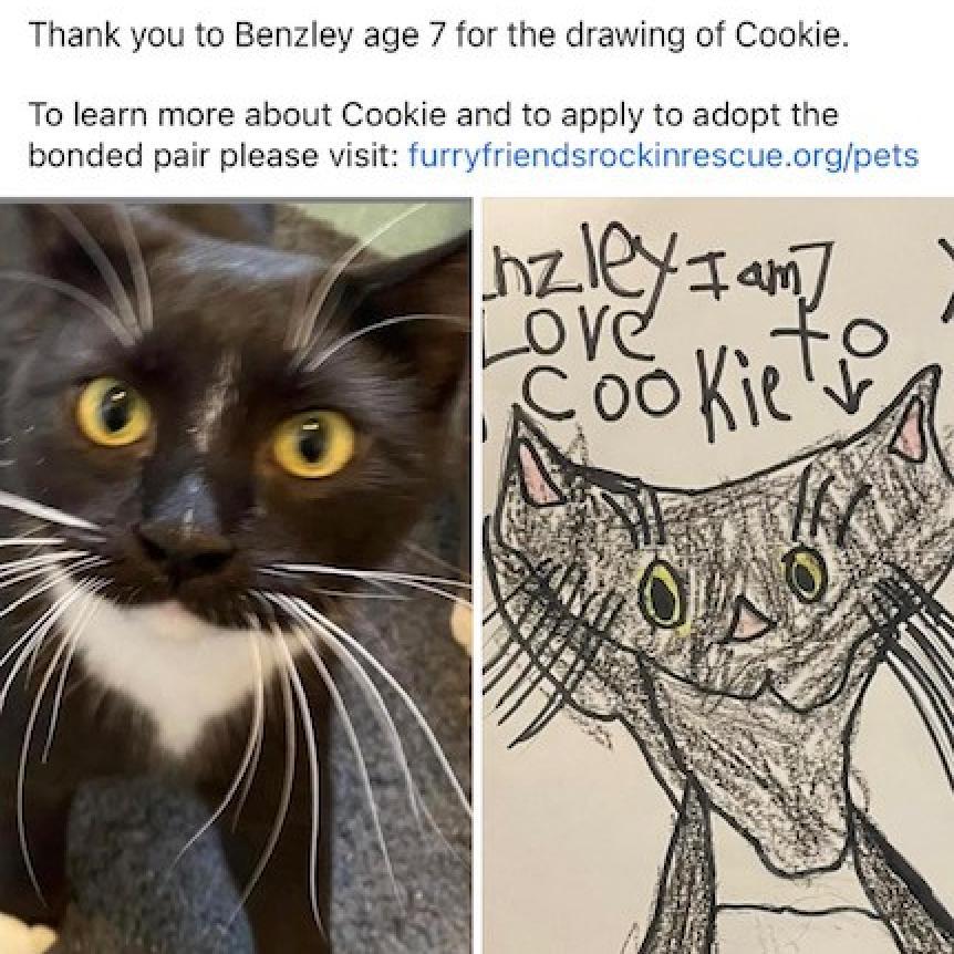 Cookie, an adoptable Domestic Short Hair in Bismarck, ND, 58507 | Photo Image 2
