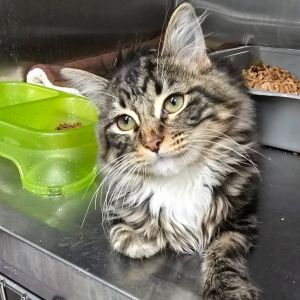 Liamm Domestic Medium Hair Cat