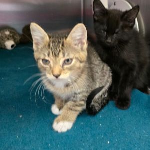 BooBoo Domestic Short Hair Cat