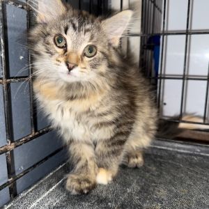 Freya, Baby Female unknown