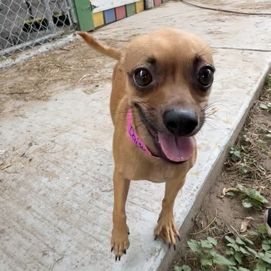 Daisy, an adoptable Chihuahua in Laredo, TX, 78041 | Photo Image 1