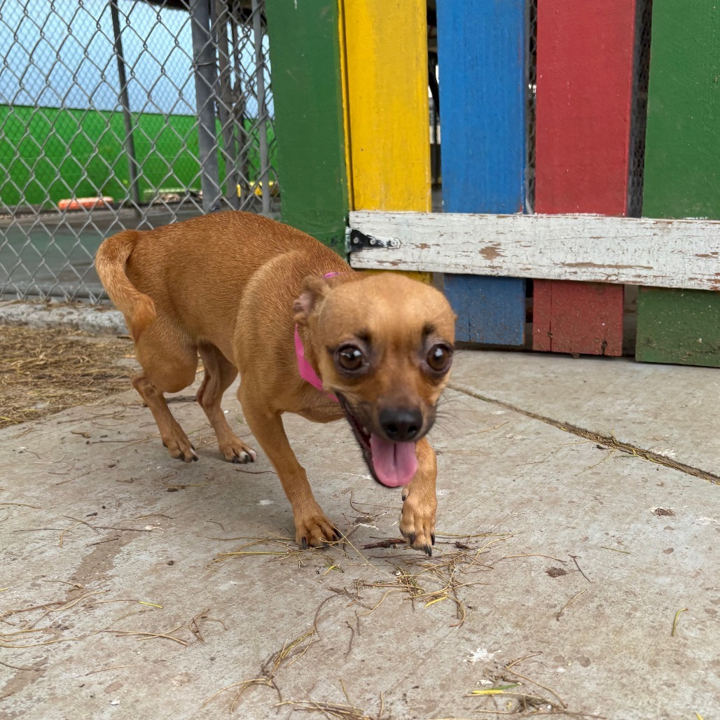Daisy, an adoptable Chihuahua in Laredo, TX, 78041 | Photo Image 3