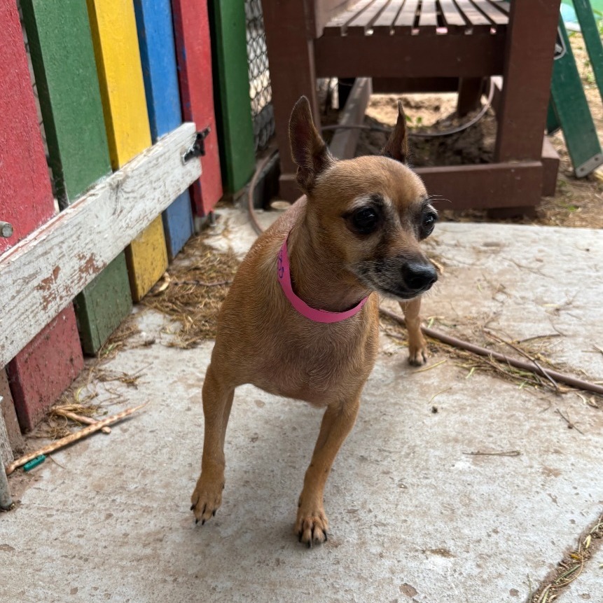 Daisy, an adoptable Chihuahua in Laredo, TX, 78041 | Photo Image 4