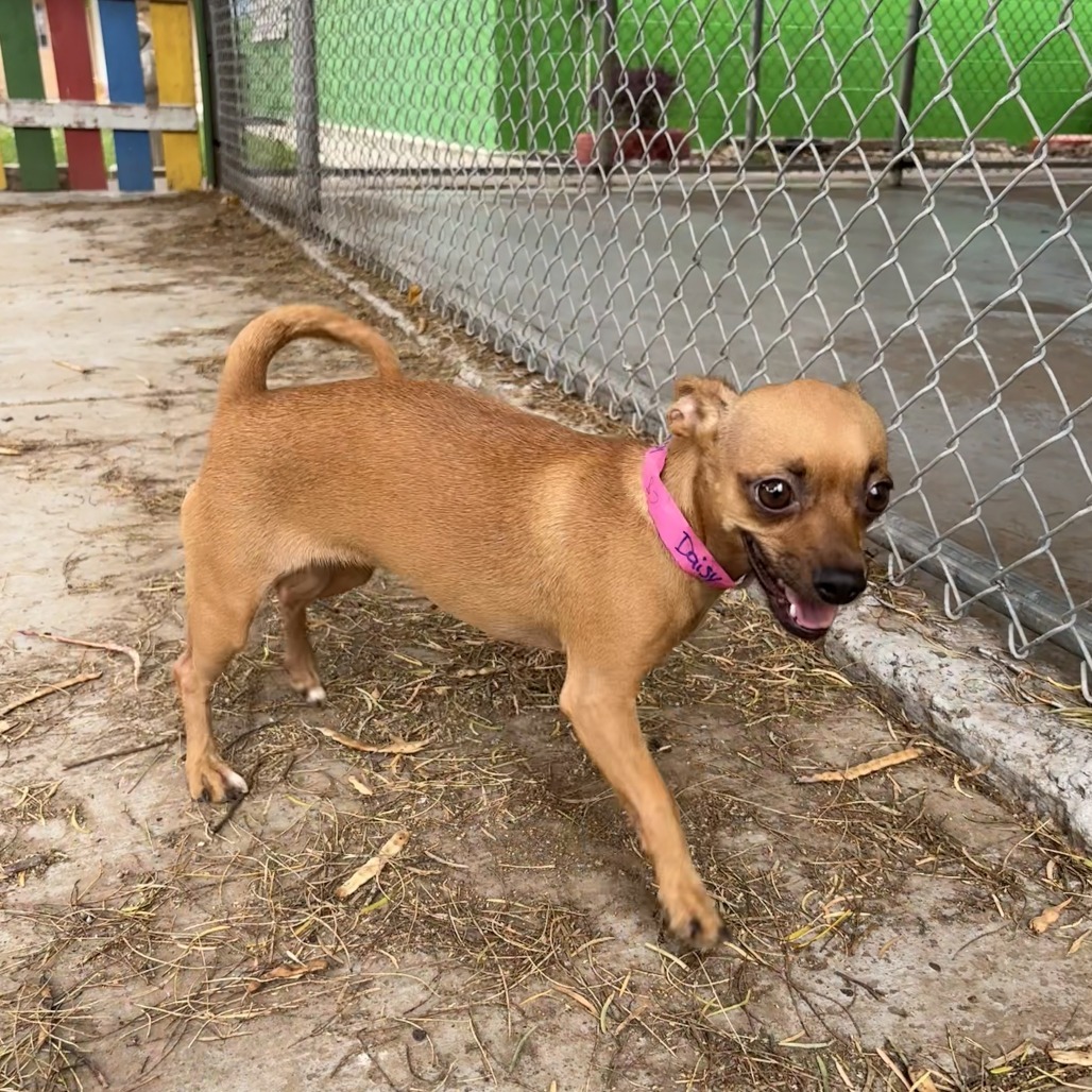 Daisy, an adoptable Chihuahua in Laredo, TX, 78041 | Photo Image 5