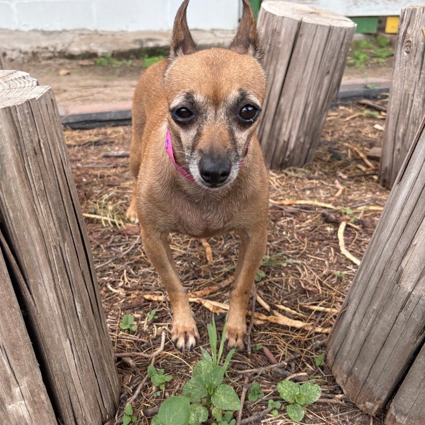 Princess, an adoptable Chihuahua in Laredo, TX, 78041 | Photo Image 1