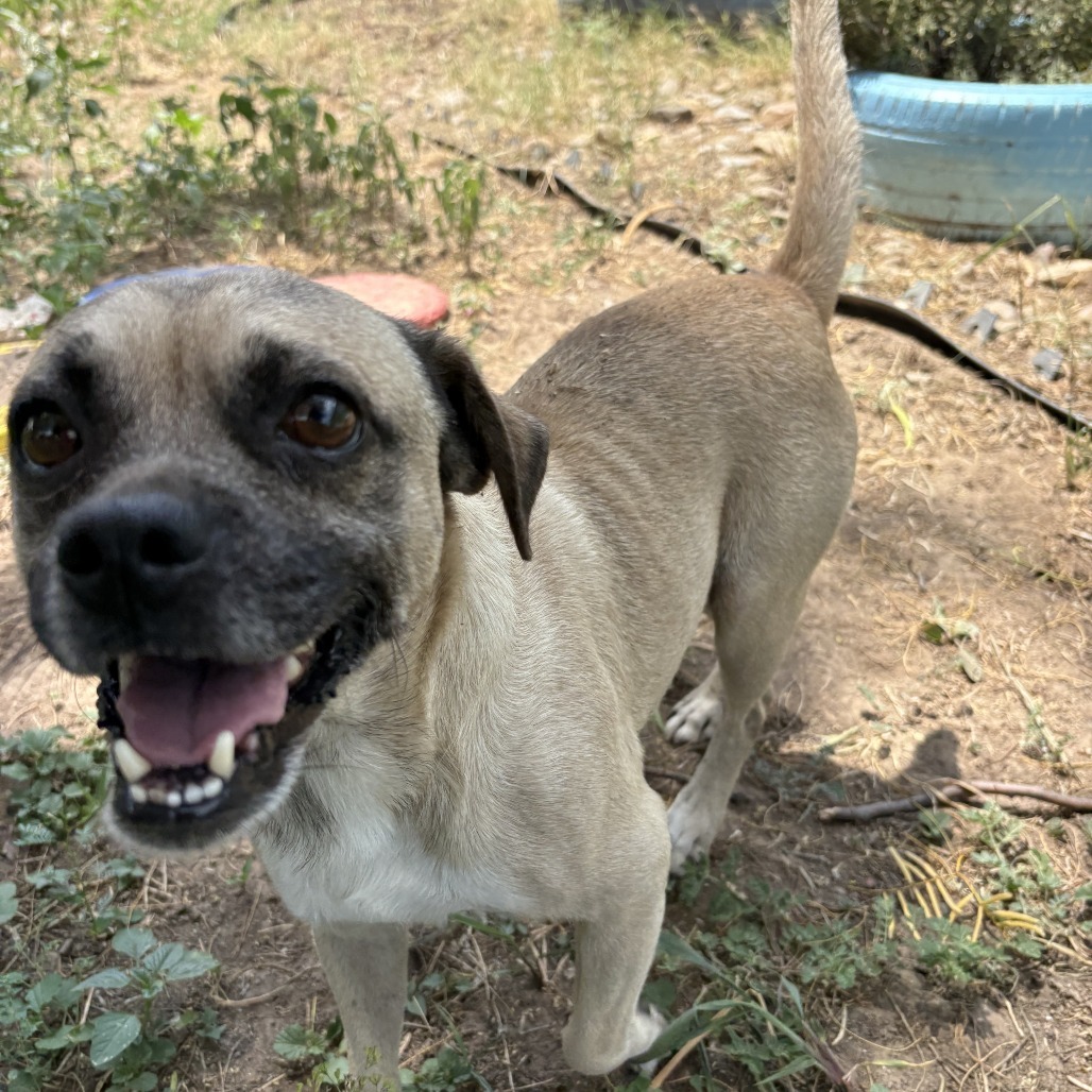 Chico, an adoptable Pug, Mixed Breed in Laredo, TX, 78041 | Photo Image 1