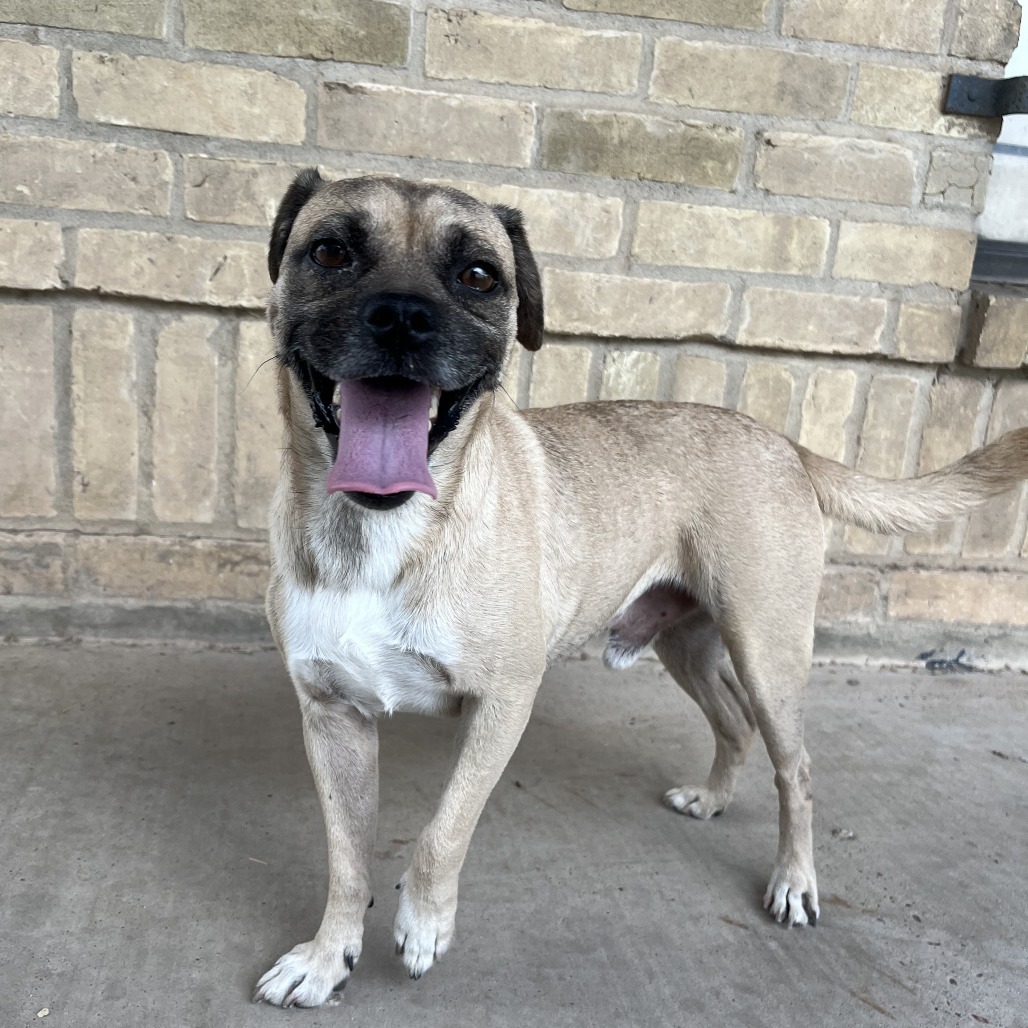 Chico, an adoptable Pug, Mixed Breed in Laredo, TX, 78041 | Photo Image 1