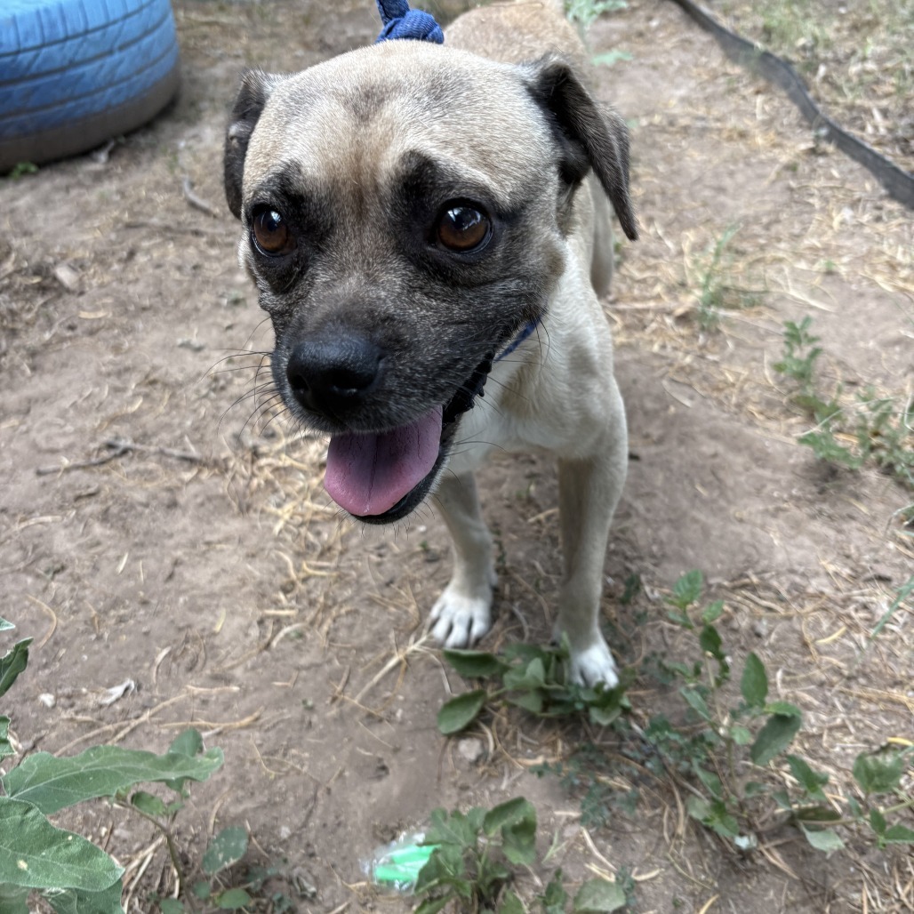 Chico, an adoptable Pug, Mixed Breed in Laredo, TX, 78041 | Photo Image 2