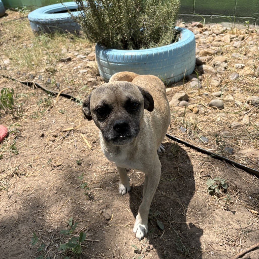 Chico, an adoptable Pug, Mixed Breed in Laredo, TX, 78041 | Photo Image 3