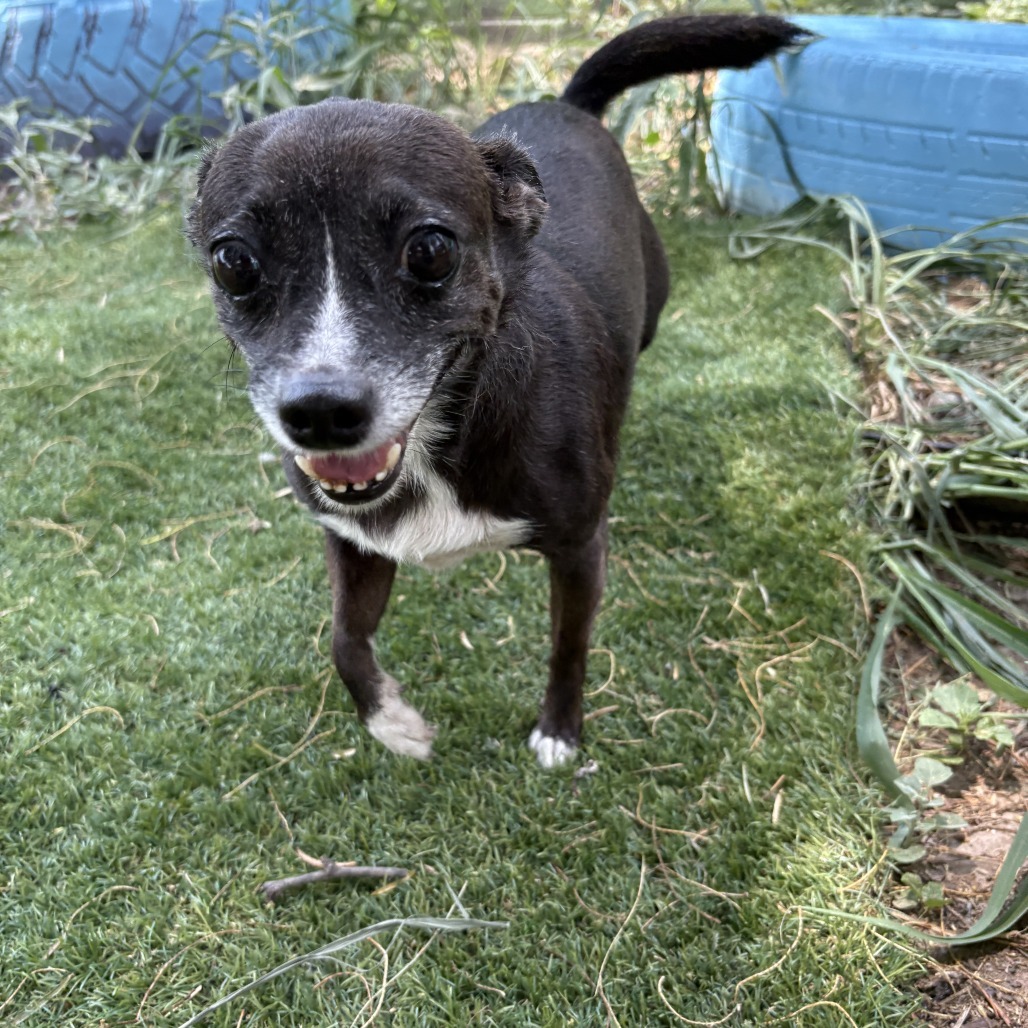 Lizzie, an adoptable Chihuahua, Mixed Breed in Laredo, TX, 78041 | Photo Image 1