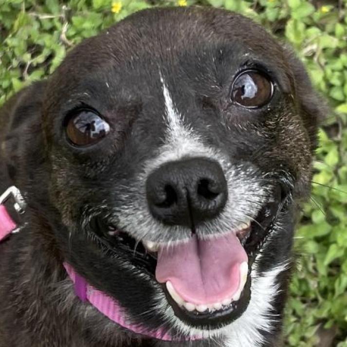 Lizzie, an adoptable Chihuahua, Mixed Breed in Laredo, TX, 78041 | Photo Image 2