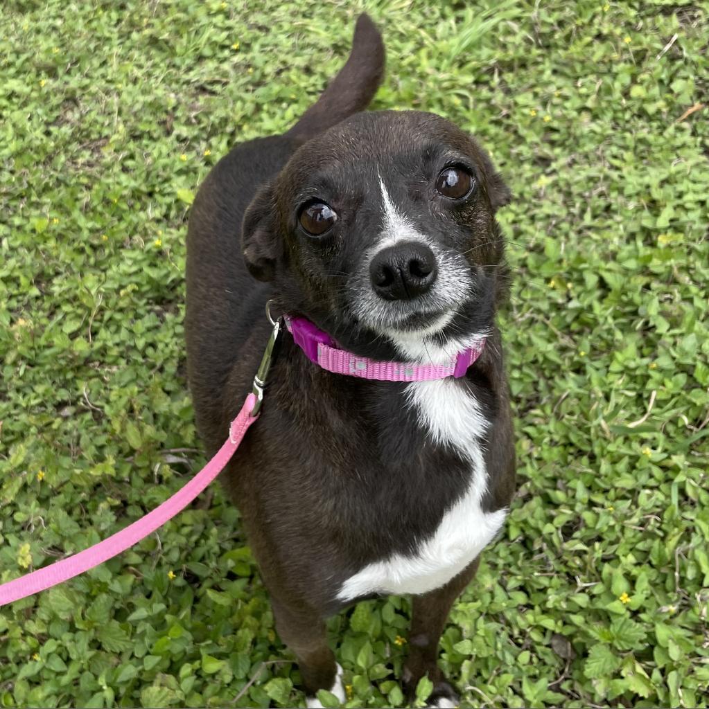 Lizzie, an adoptable Chihuahua, Mixed Breed in Laredo, TX, 78041 | Photo Image 3