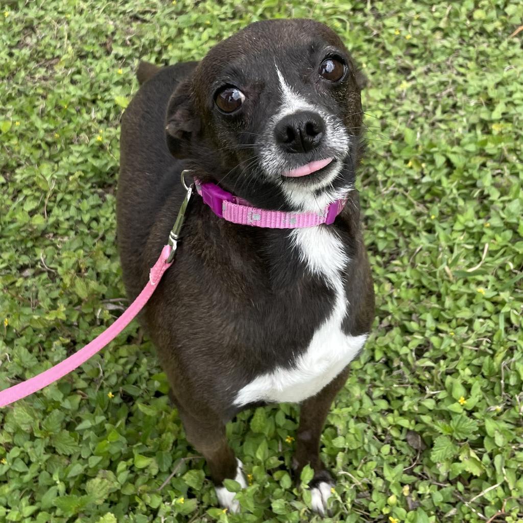 Lizzie, an adoptable Chihuahua, Mixed Breed in Laredo, TX, 78041 | Photo Image 4