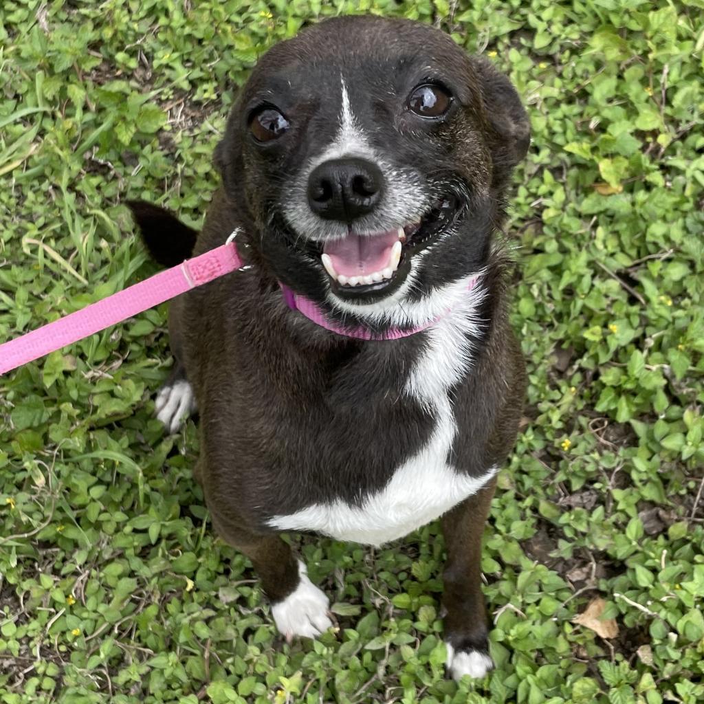 Lizzie, an adoptable Chihuahua, Mixed Breed in Laredo, TX, 78041 | Photo Image 5