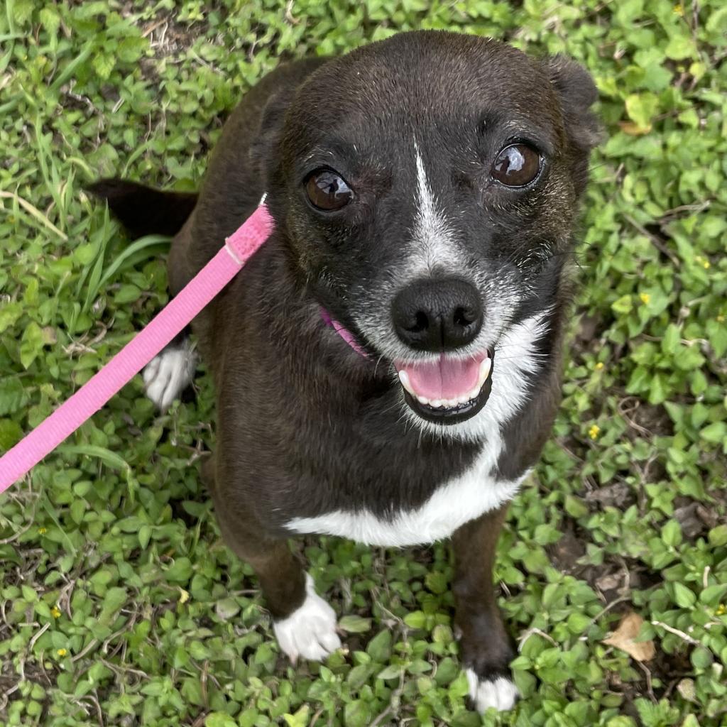 Lizzie, an adoptable Chihuahua, Mixed Breed in Laredo, TX, 78041 | Photo Image 6