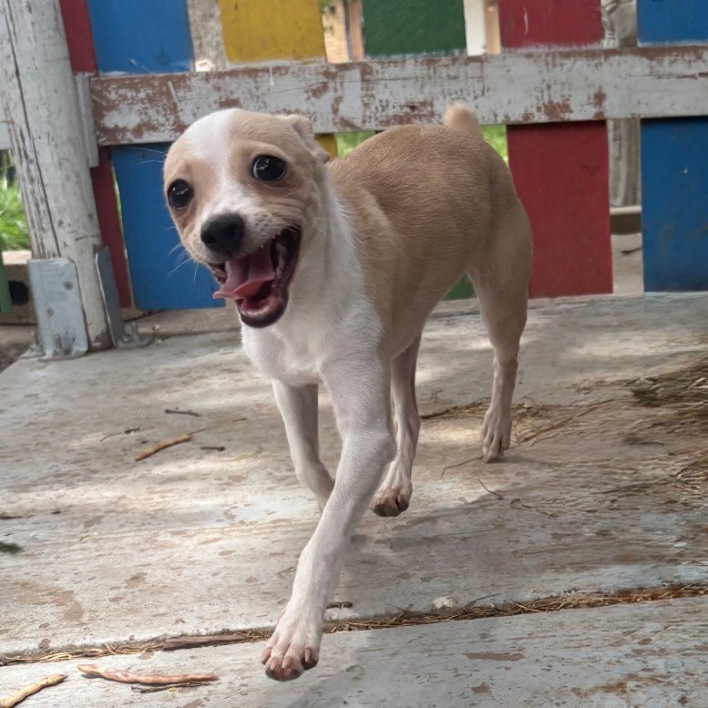 Bonnie, an adoptable Chihuahua in Laredo, TX, 78041 | Photo Image 1