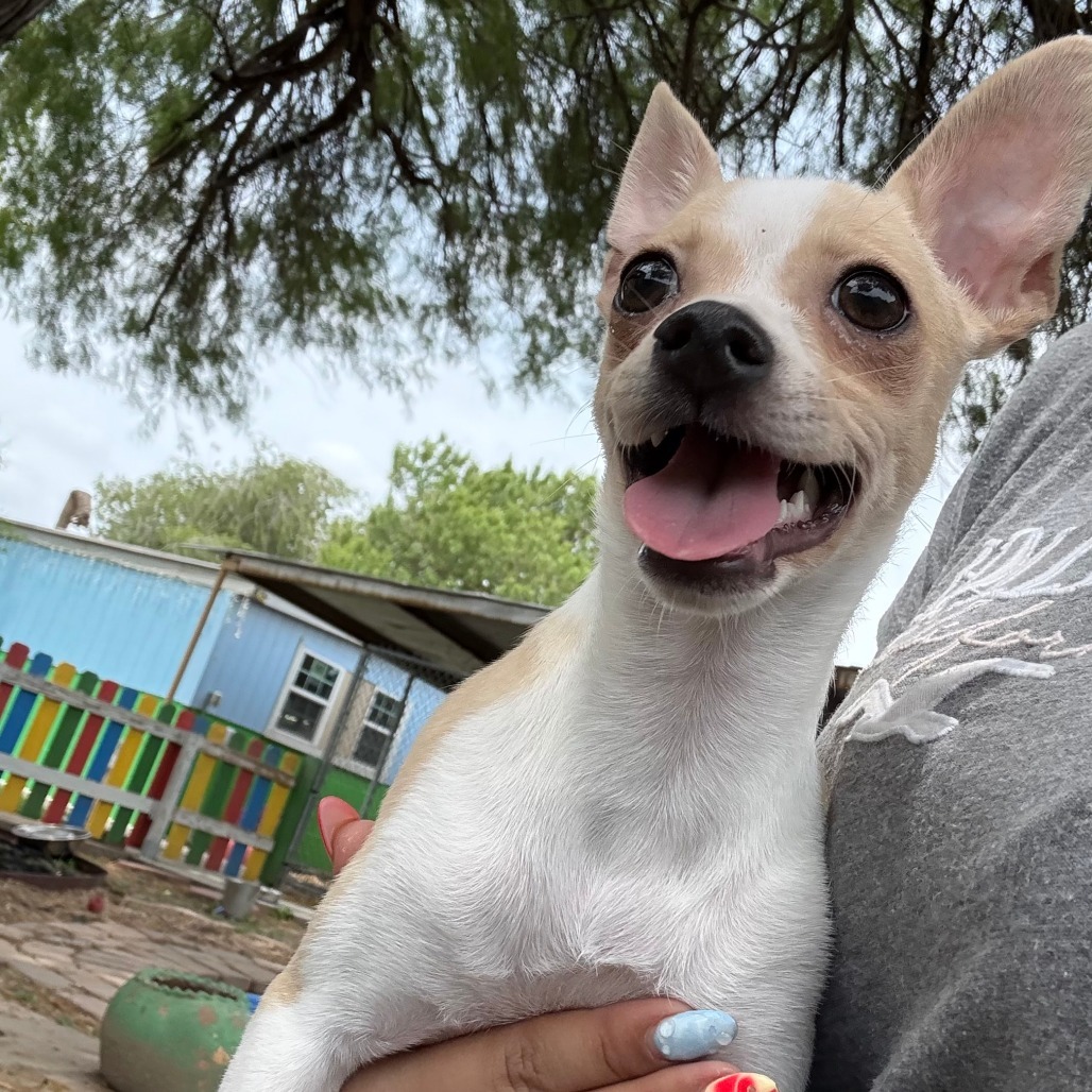 Bonnie, an adoptable Chihuahua in Laredo, TX, 78041 | Photo Image 2