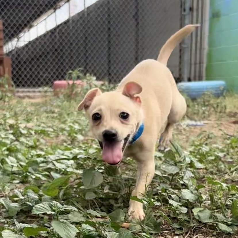 Niki, an adoptable Chihuahua in Laredo, TX, 78041 | Photo Image 1