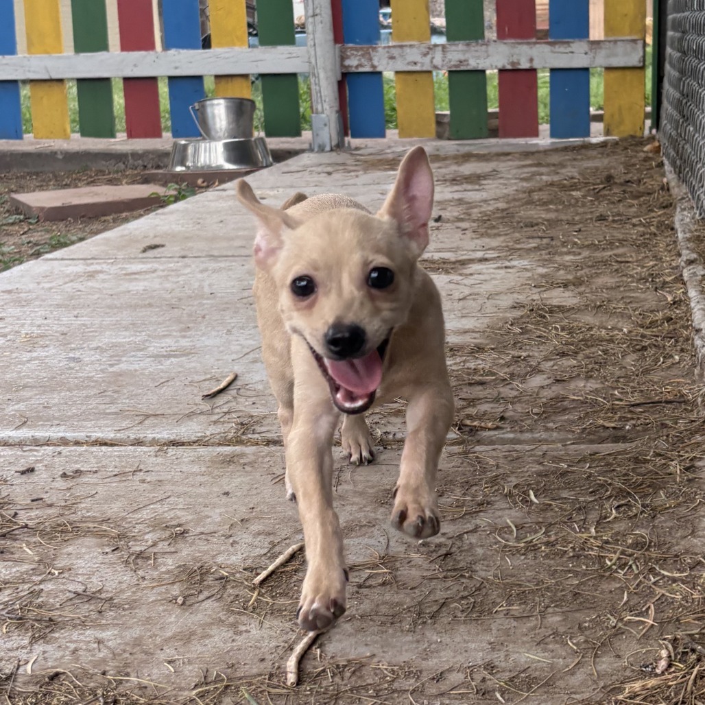 Niki, an adoptable Chihuahua in Laredo, TX, 78041 | Photo Image 3