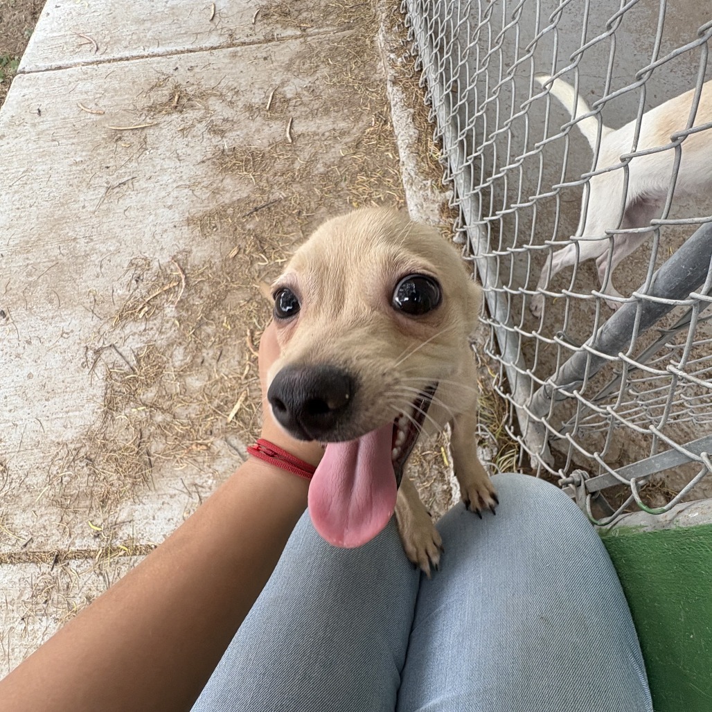 Niki, an adoptable Chihuahua in Laredo, TX, 78041 | Photo Image 4