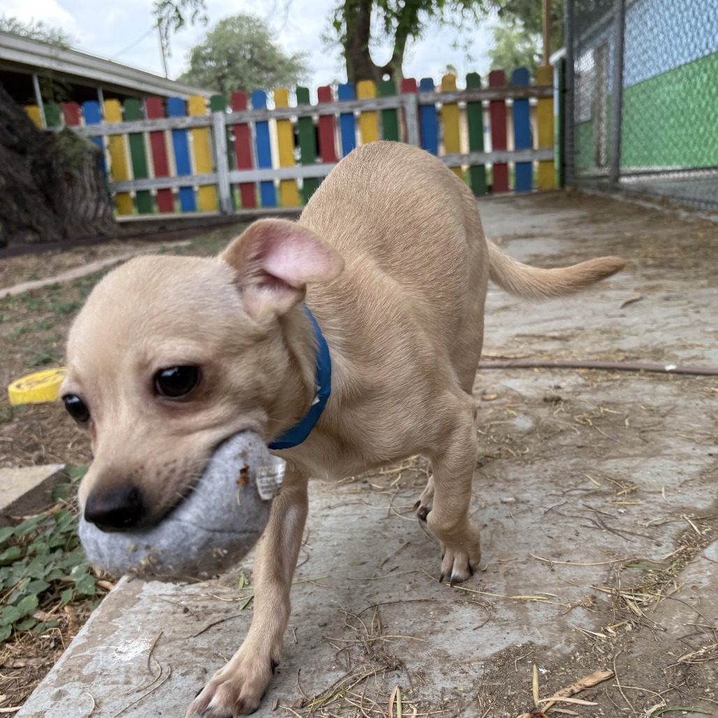Niki, an adoptable Chihuahua in Laredo, TX, 78041 | Photo Image 5