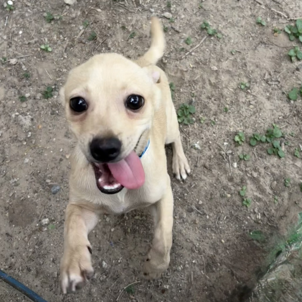 Niki, an adoptable Chihuahua in Laredo, TX, 78041 | Photo Image 6