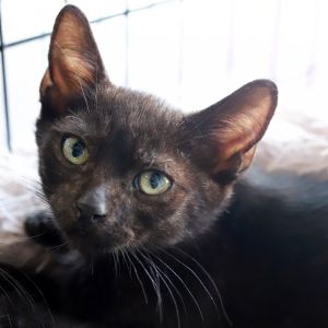 Klinger is the perfect companion for both people and cats He loves his siblings