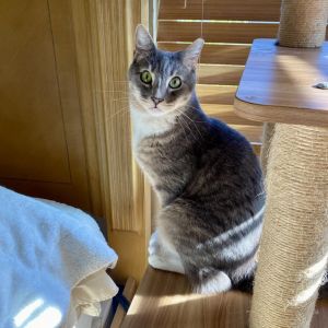 River is a handsome easy going cat with a chill personality He likes to spend 