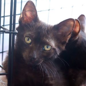 Radar and his bros Hawkeye KRLA-A-86041 and Klinger KRLA-A-86043 were saved as 