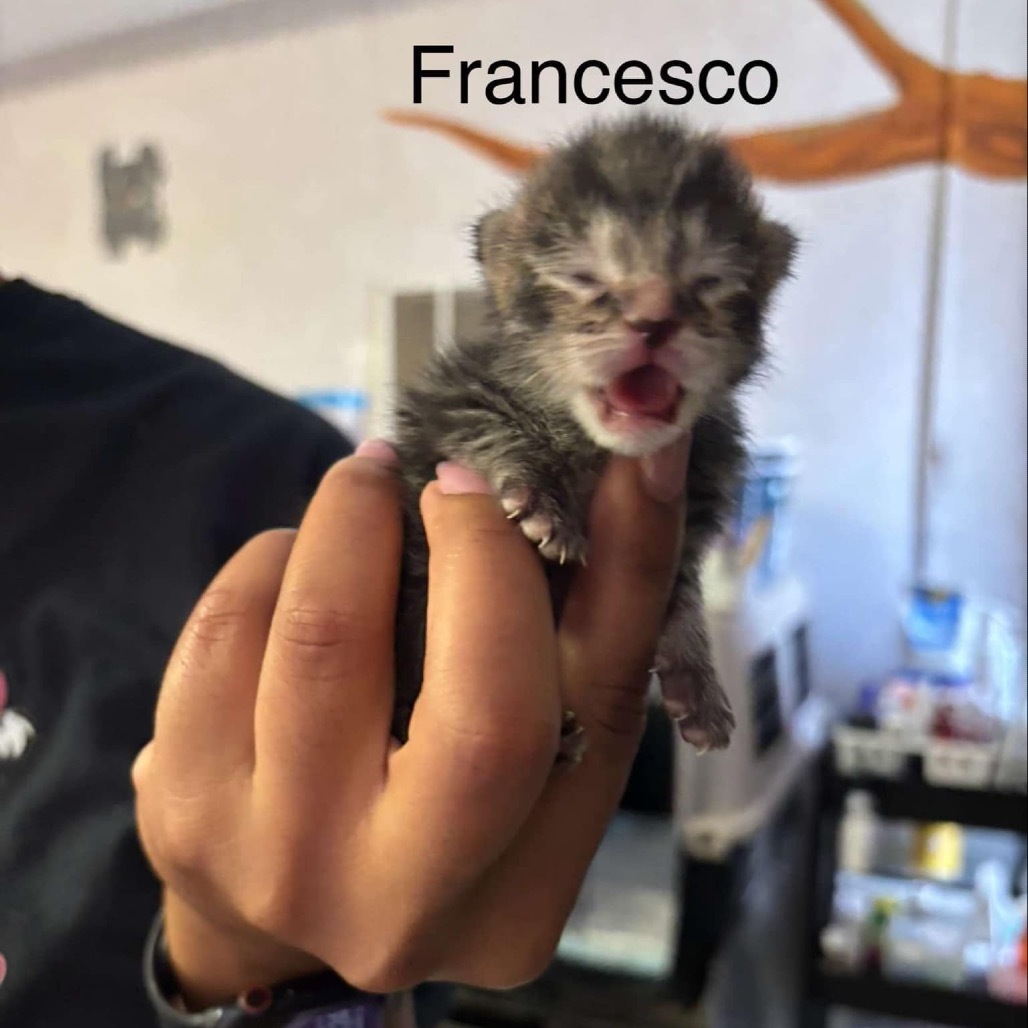 Francesco