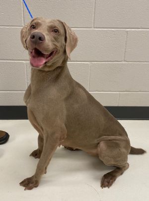 Update from Willows foster mom 7-17-25 Shes a cuddle bug Shes got a lot of energy Shes gets alon