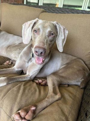 Willow Weimaraner Dog