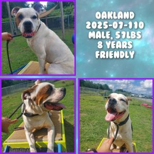 2025-07-110 *Oakland*, Adult Male unknown