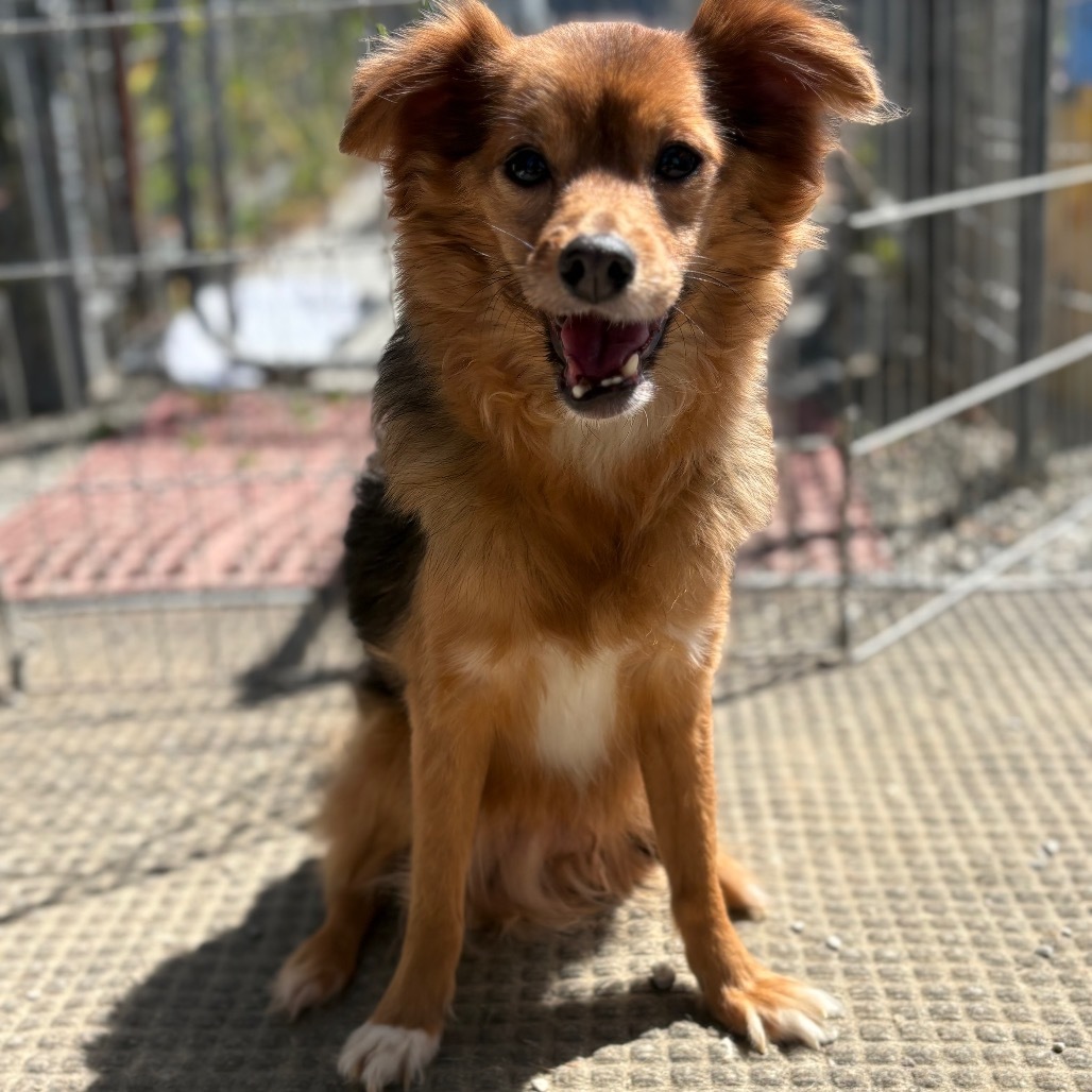 Bartholomew, an adoptable Papillon in San Pablo, CA, 94803 | Photo Image 1