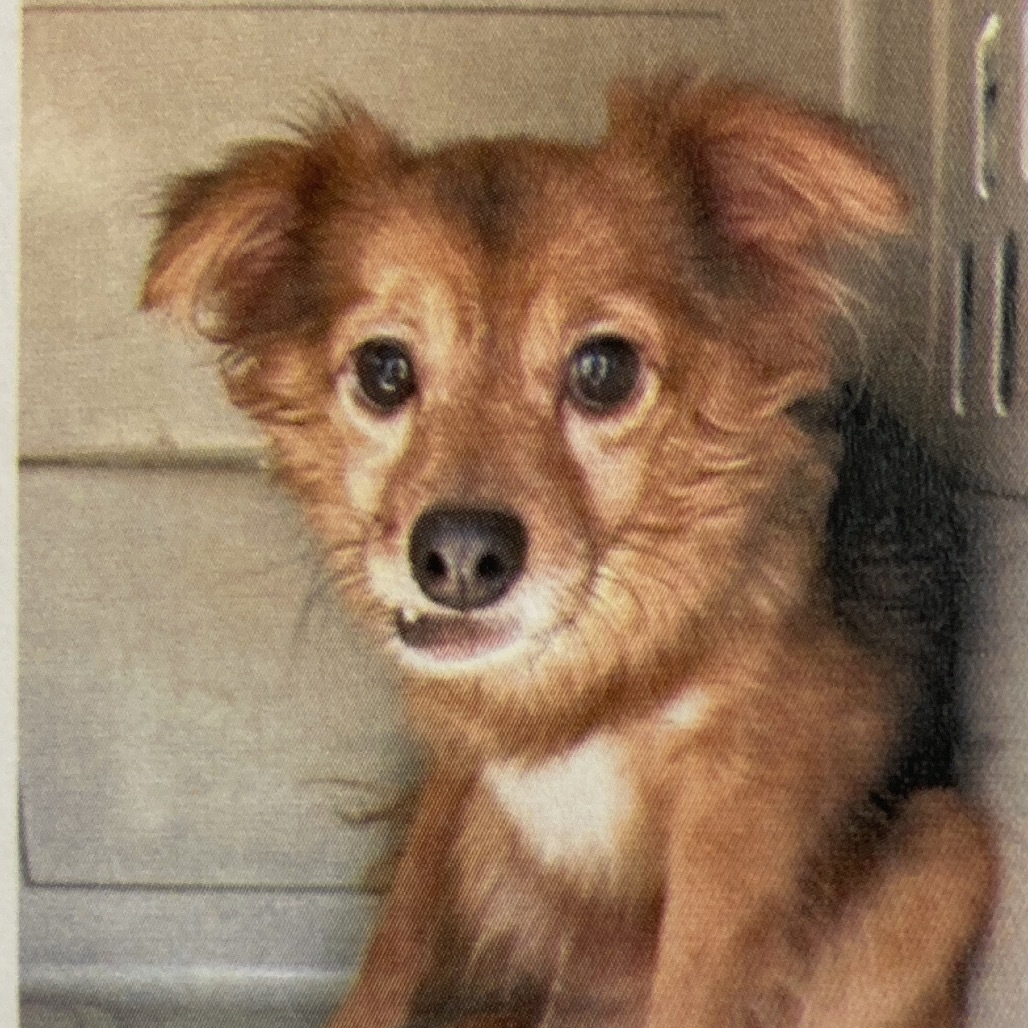 Bartholomew, an adoptable Papillon in San Pablo, CA, 94803 | Photo Image 2